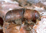 dendroctonus.valens_ad01m.png