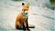 foxer