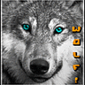 wolf!