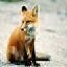 foxer