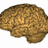 cp`brain