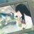 Alice1123